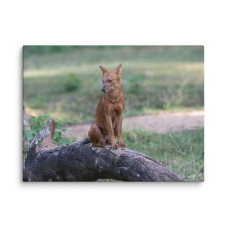 Dhole! Canvas