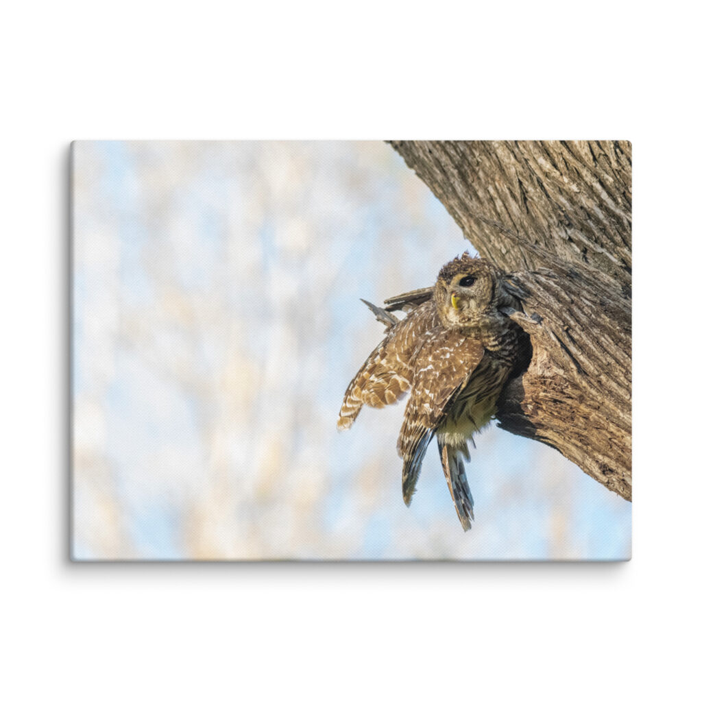 Mama barred owl! Canvas