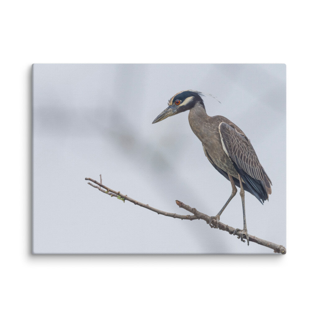 Yellow crowned night heron! Canvas