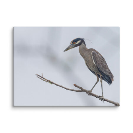 Yellow crowned night heron! Canvas