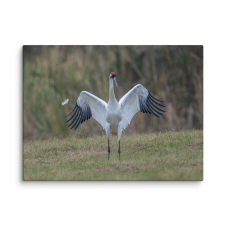 Whooping crane feather! Canvas