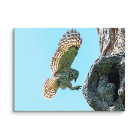 Feeding Time - Female Barred owl! Canvas