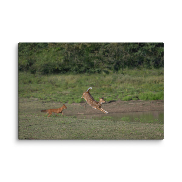 Running away from dhole! Canvas - Image 5