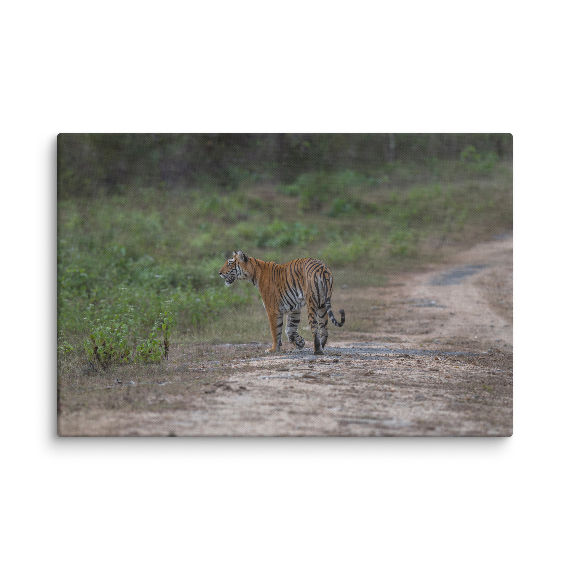 Tiger! Canvas - Image 5