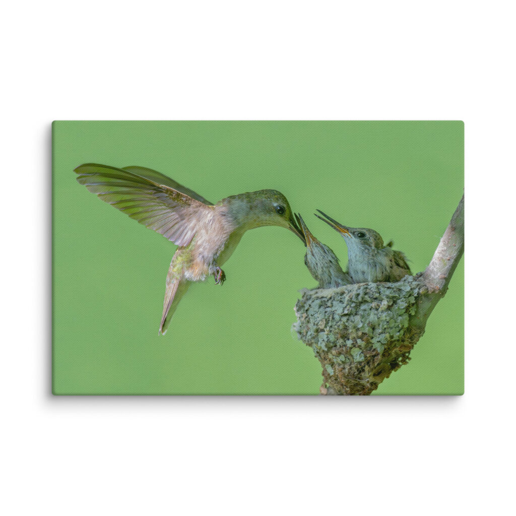 Black-chinned hummingbird! Canvas