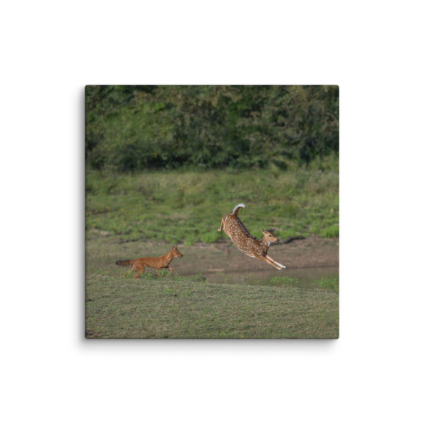 Running away from dhole! Canvas - Image 7