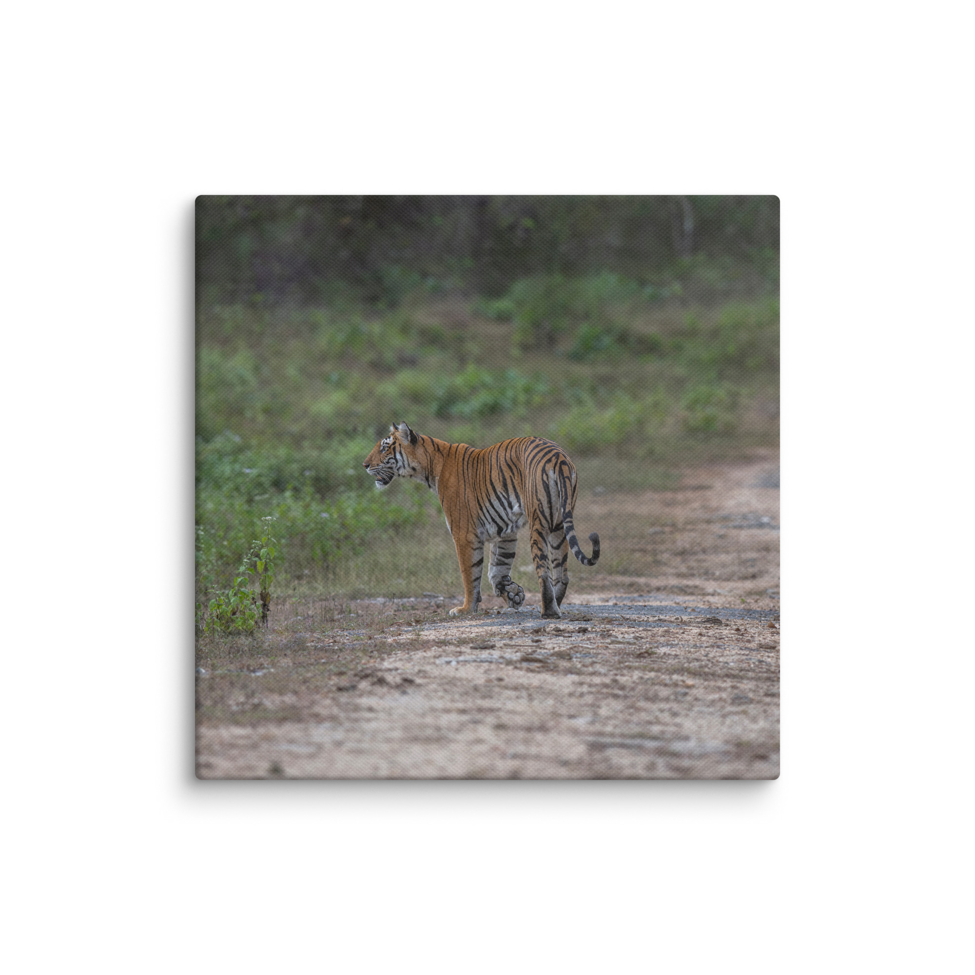 Tiger! Canvas - Image 7