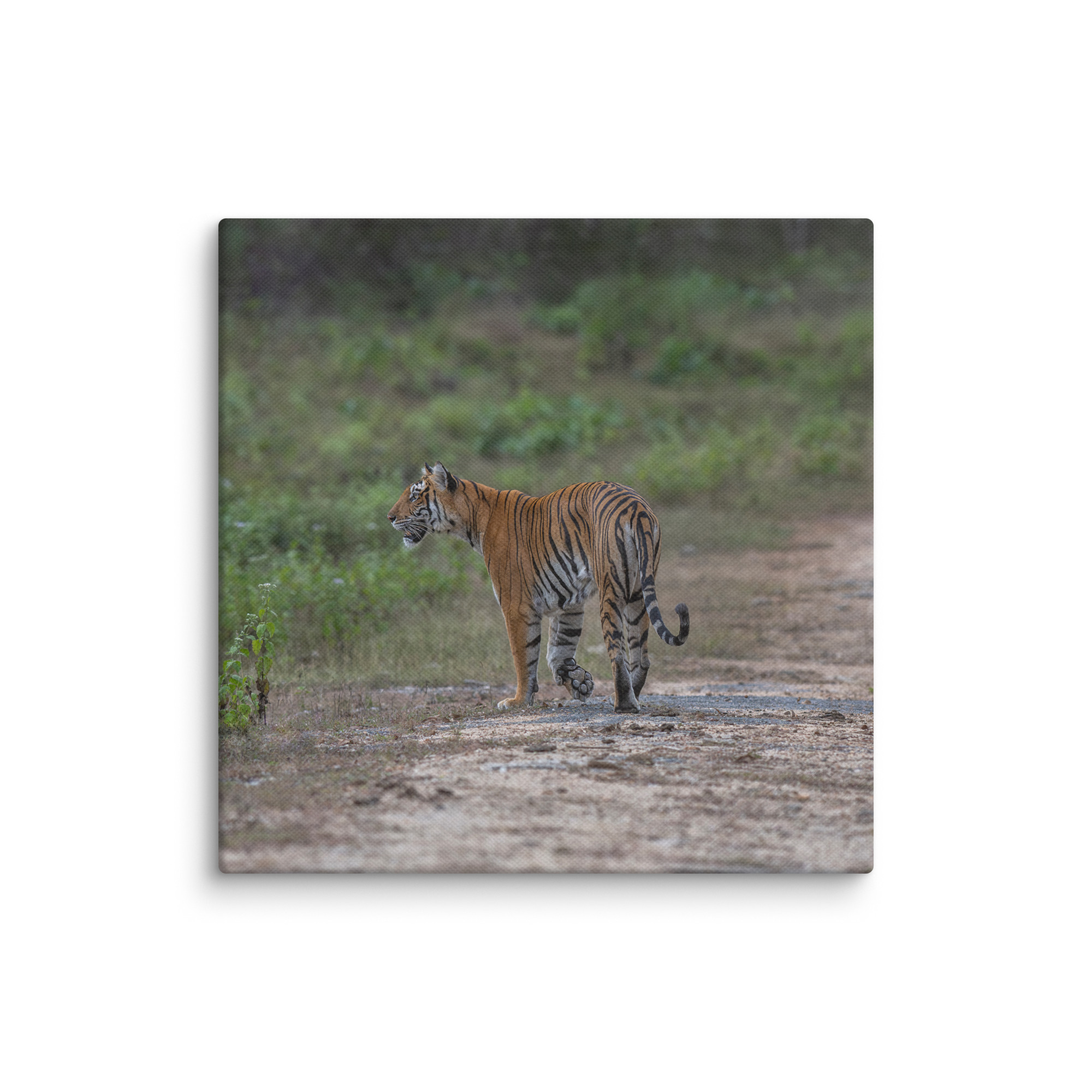 Tiger! Canvas - Image 17