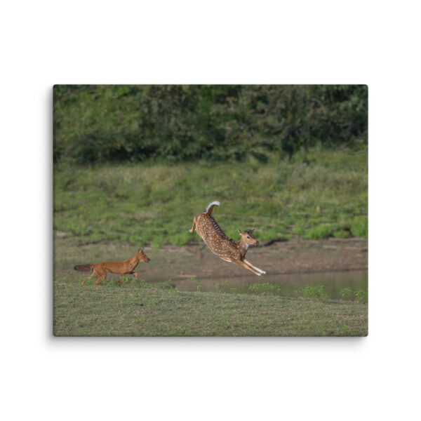 Running away from dhole! Canvas - Image 22