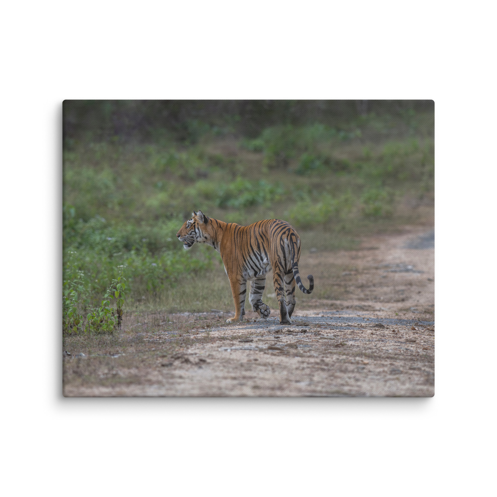 Tiger! Canvas - Image 18
