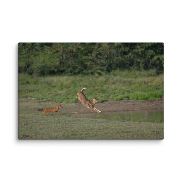 Running away from dhole! Canvas - Image 8