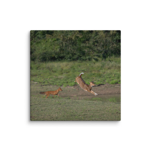 Running away from dhole! Canvas - Image 9
