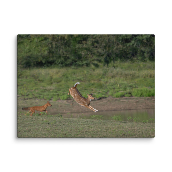 Running away from dhole! Canvas - Image 23