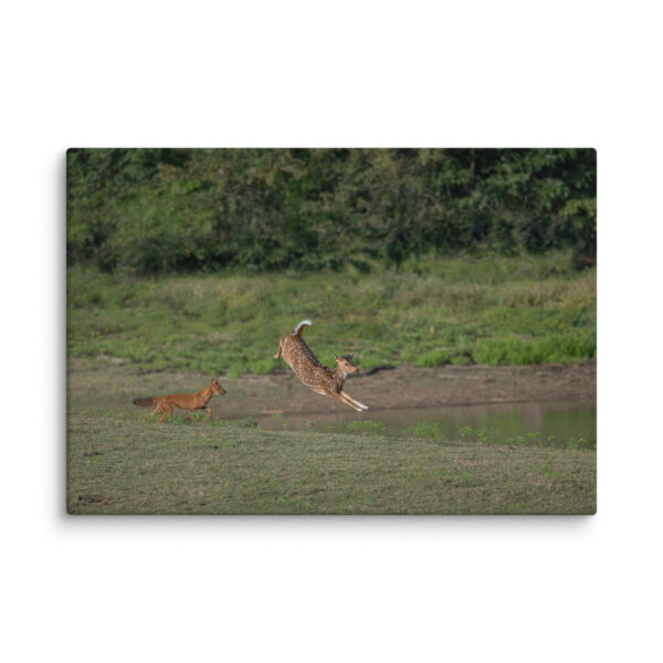 Running away from dhole! Canvas - Image 10