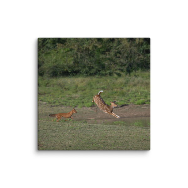 Running away from dhole! Canvas - Image 11