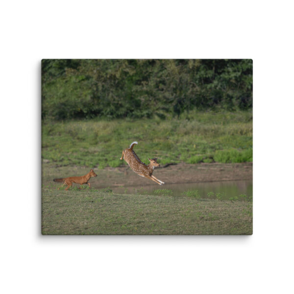 Running away from dhole! Canvas - Image 12