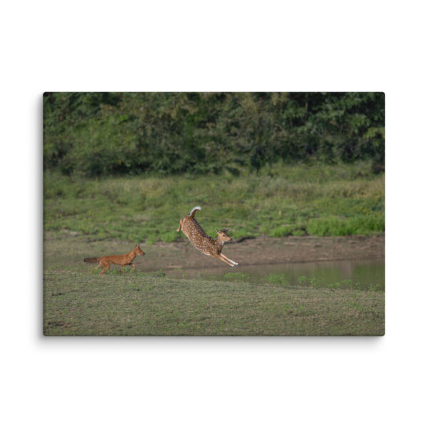 Running away from dhole! Canvas - Image 13