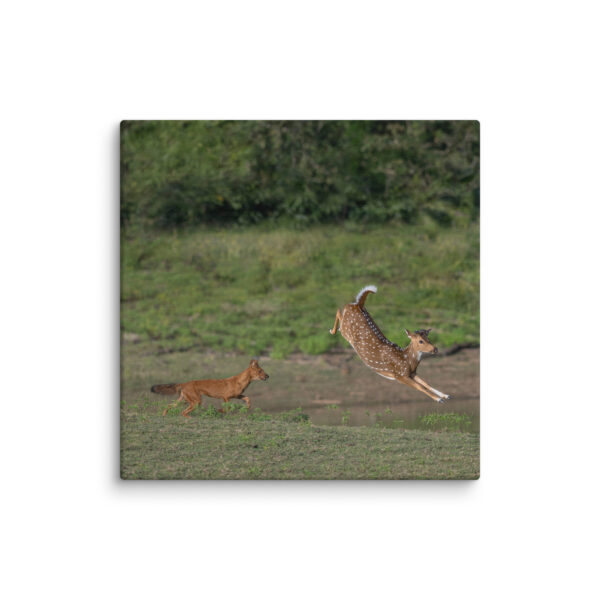 Running away from dhole! Canvas - Image 15
