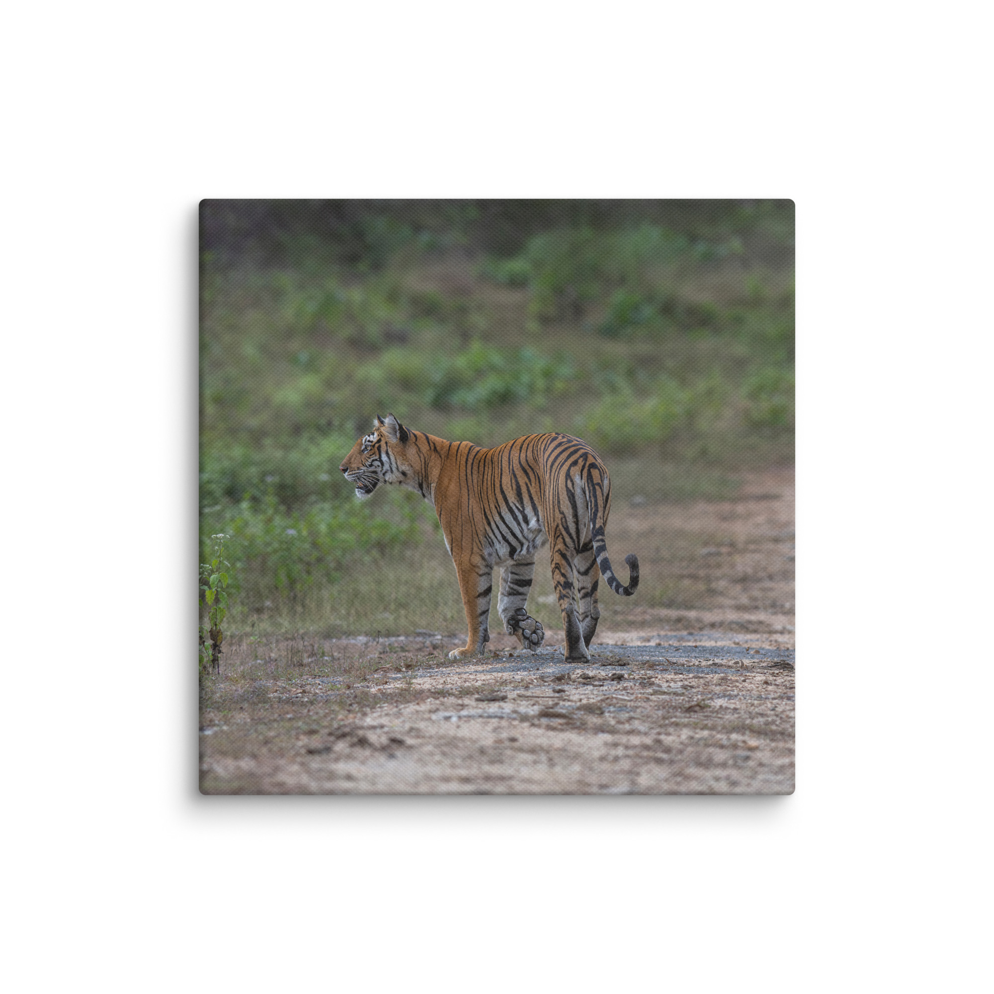 Tiger! Canvas - Image 11