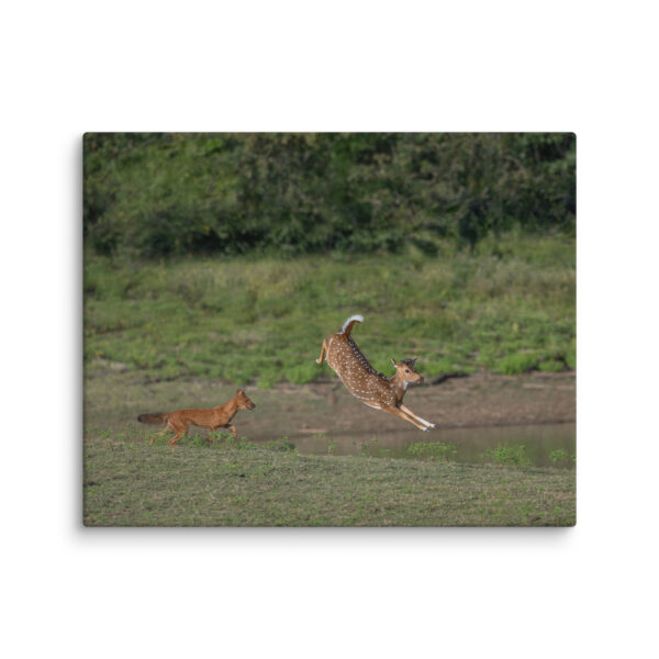 Running away from dhole! Canvas - Image 16