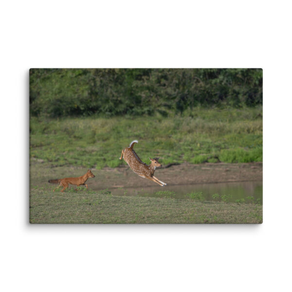 Running away from dhole! Canvas - Image 17