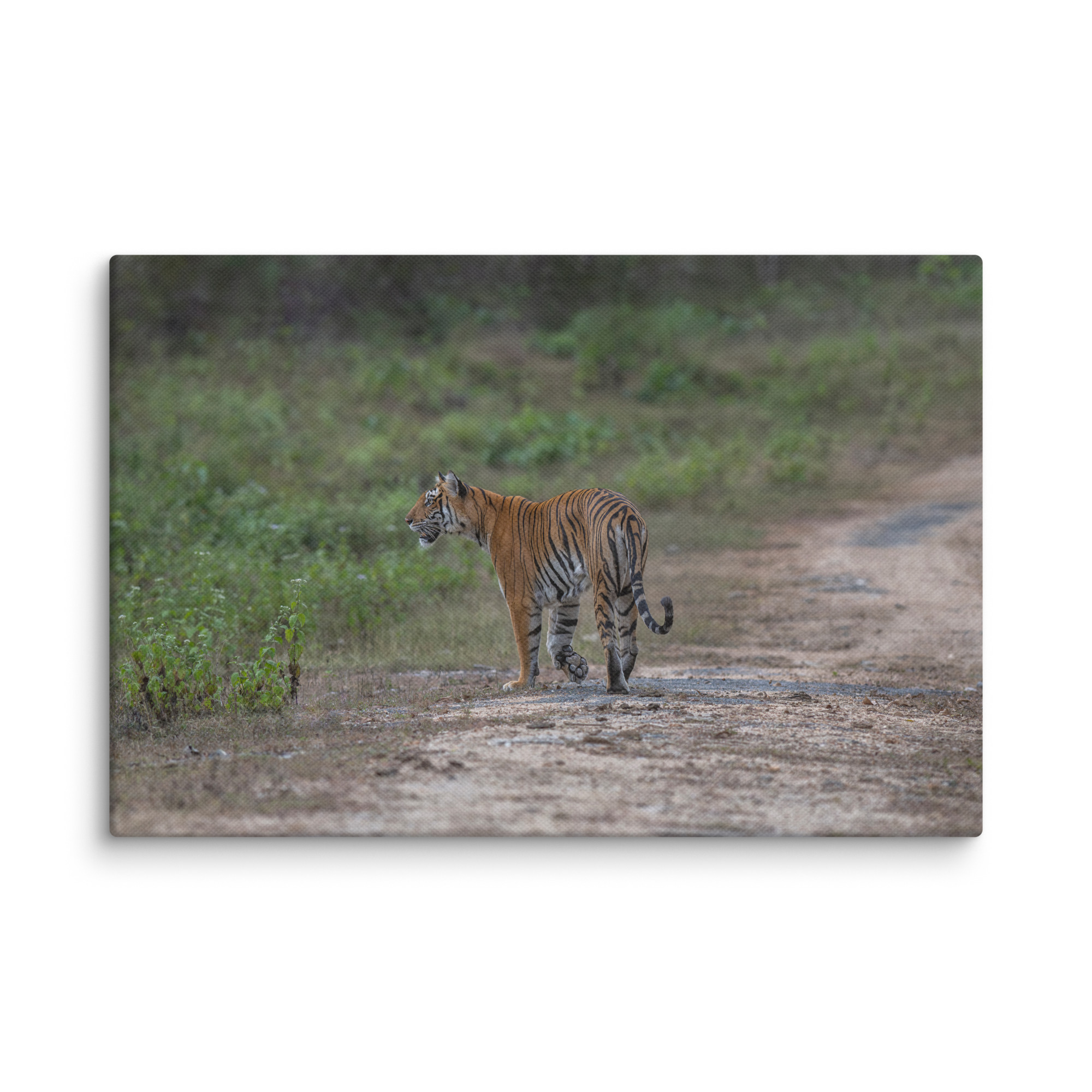 Tiger! Canvas - Image 13