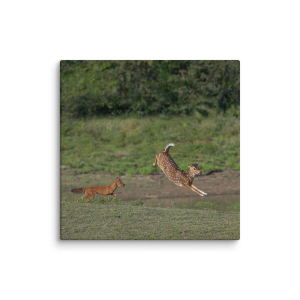 Running away from dhole! Canvas - Image 18