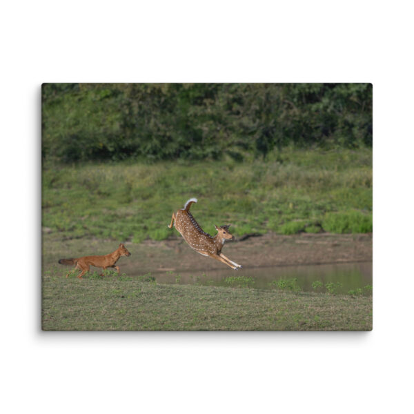 Running away from dhole! Canvas - Image 19