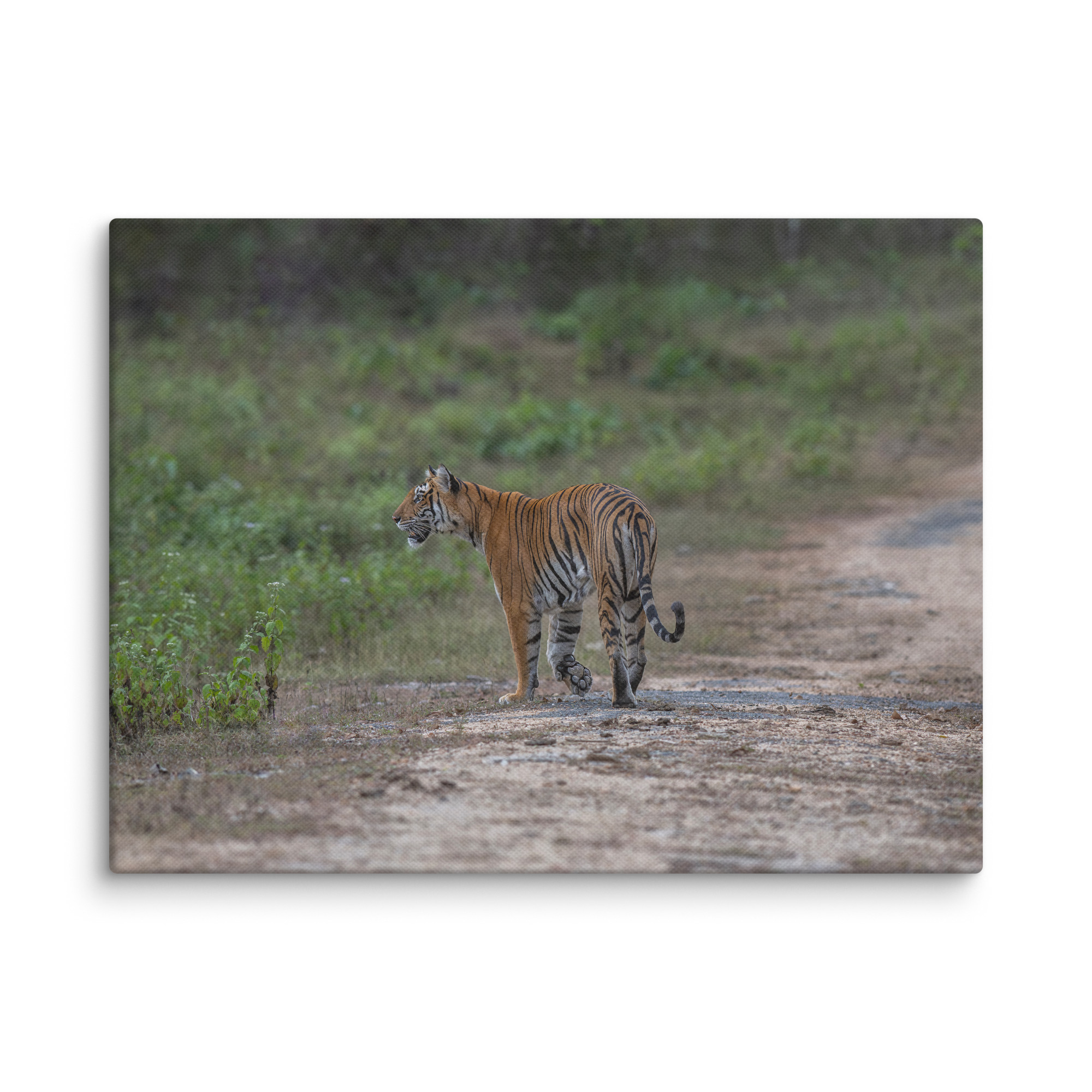 Tiger! Canvas - Image 15
