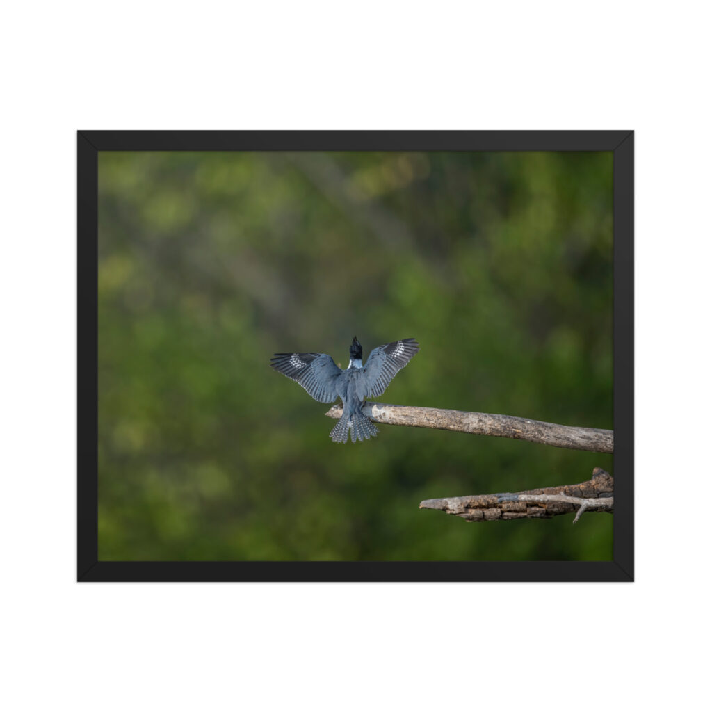 Belted Kingfisher! Framed matte