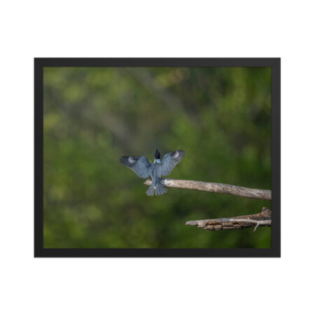 Belted Kingfisher! Framed matte