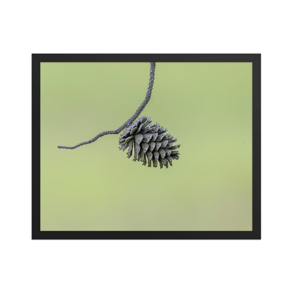 Pine Cone! Framed poster
