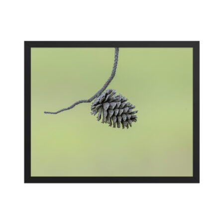 Pine Cone! Framed poster