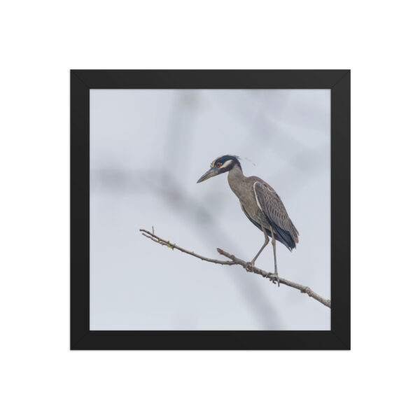 Yellow crowned night heron! Framed poster - Image 3