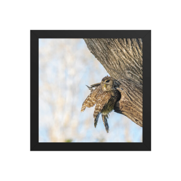 Mama barred owl! Framed poster - Image 3