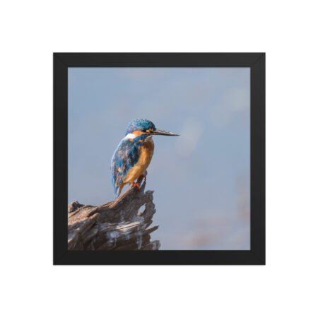 Common kingfisher! Framed poster