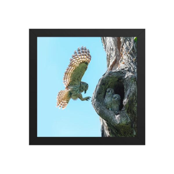 Feeding Time - Female Barred owl! Framed poster - Image 3