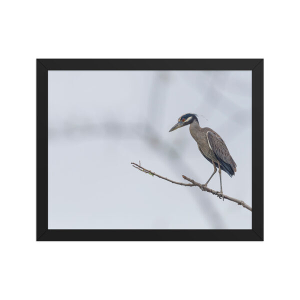 Yellow crowned night heron! Framed poster - Image 4