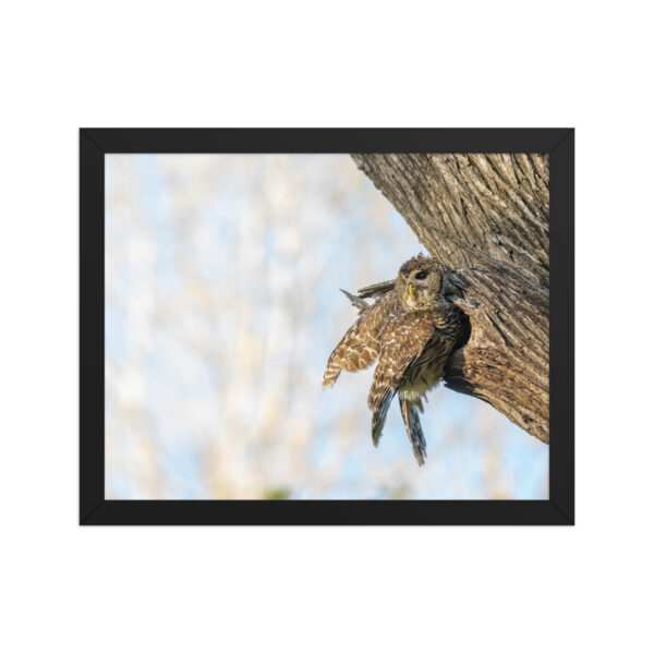 Mama barred owl! Framed poster - Image 4