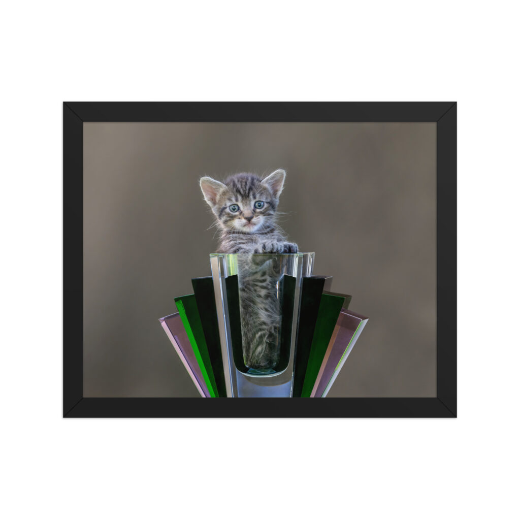 Surprised Kitten! Framed poster