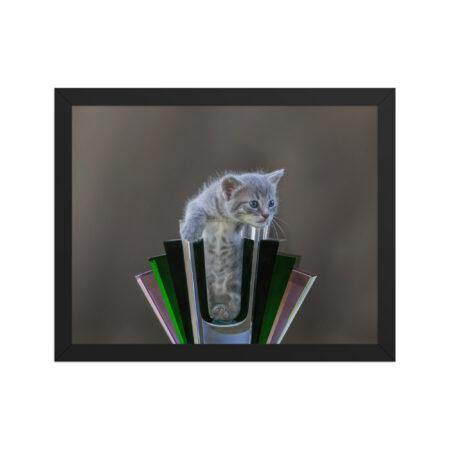 Gray Kitten! Framed poster