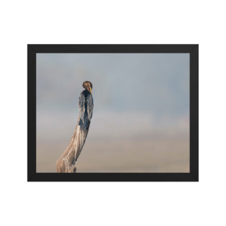 Indian Darter! Framed poster
