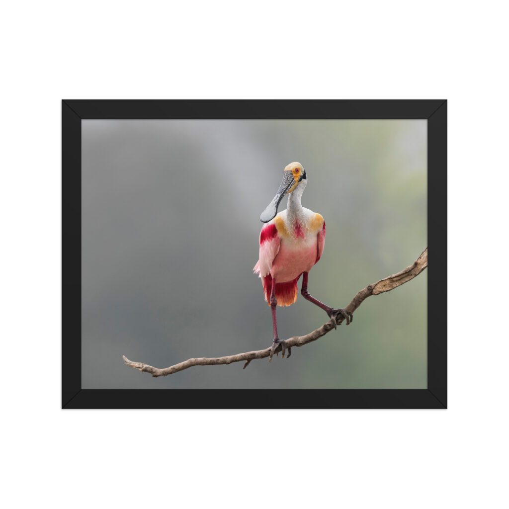 Roseate Spoonbill! Framed poster