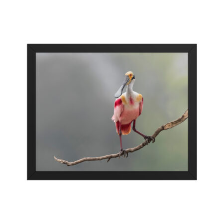Roseate Spoonbill! Framed poster