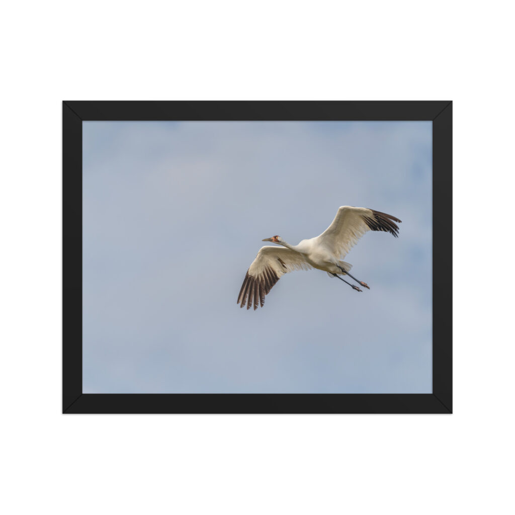 Whooping crane! Framed poster