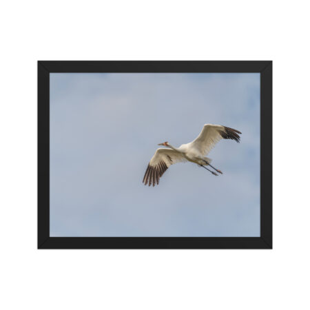 Whooping crane! Framed poster
