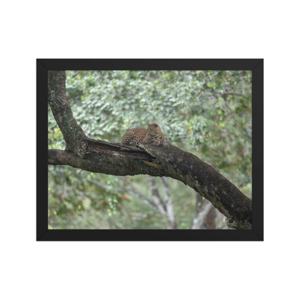 Leopard! Framed poster