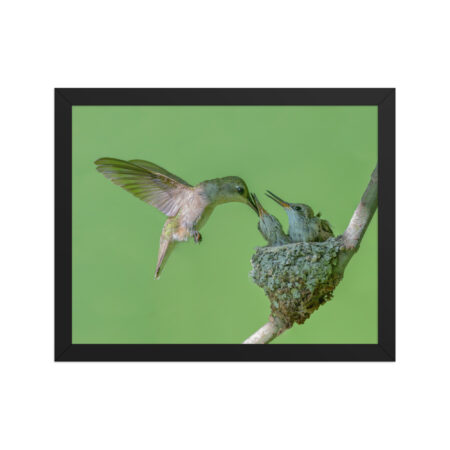 Black-chinned hummingbird! Framed poster