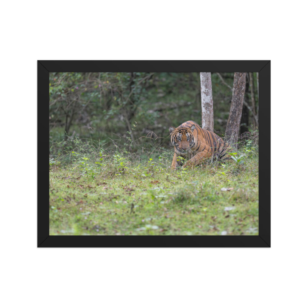 Tiger! Framed poster