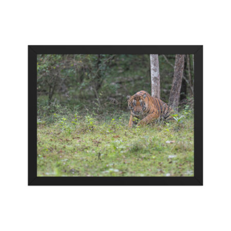 Tiger! Framed poster